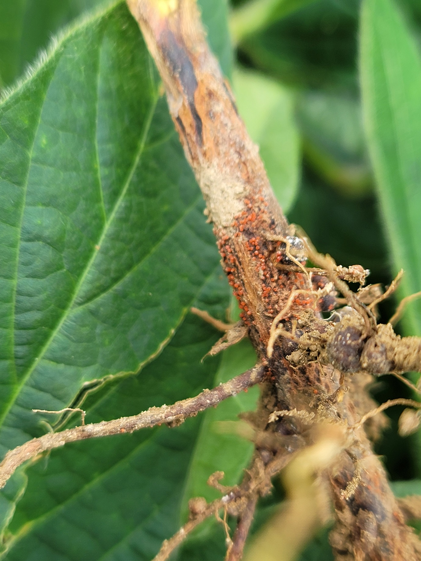 Red crown rot stem with fungus