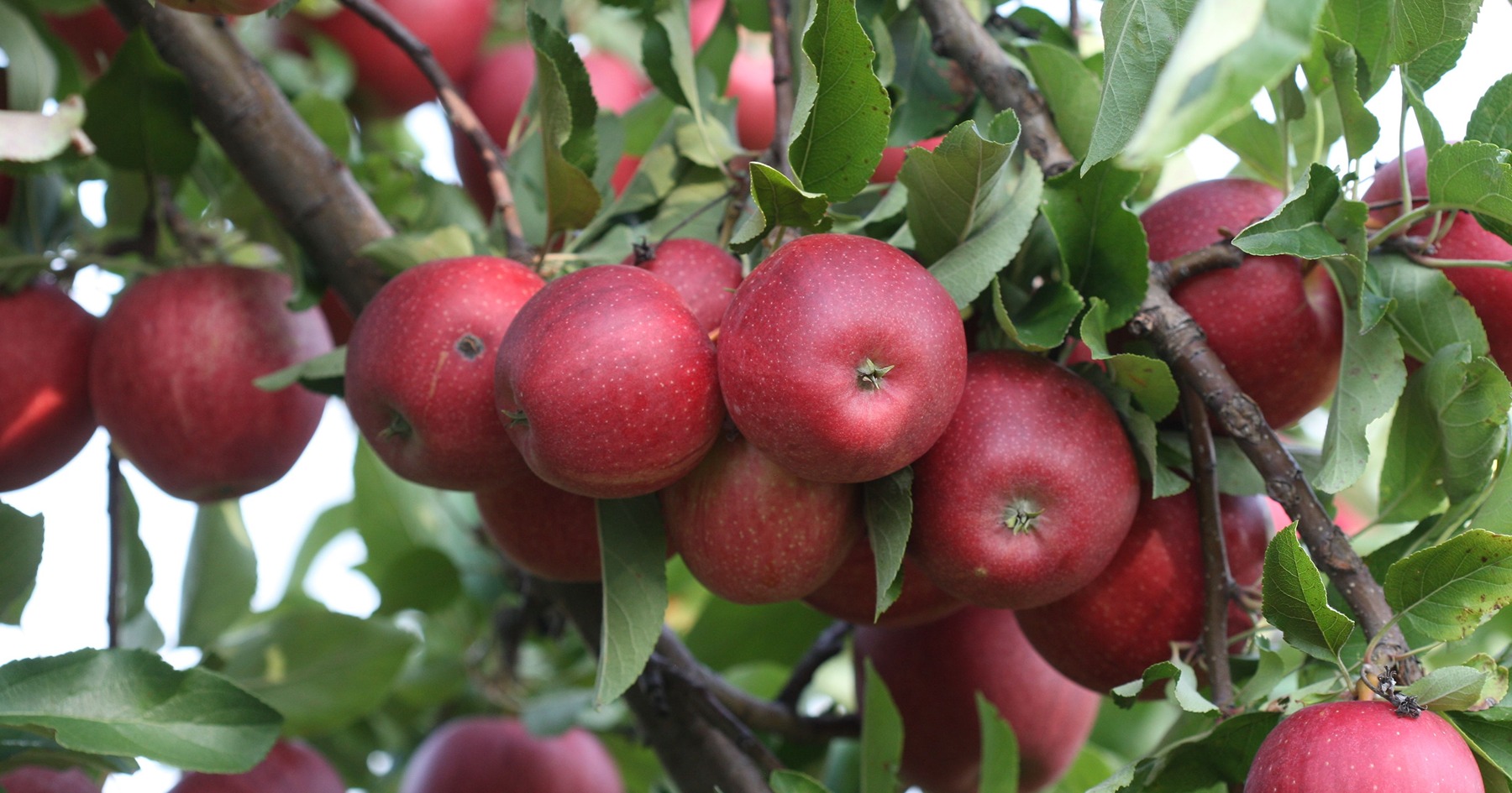 Purdue Extension Apple Crunch