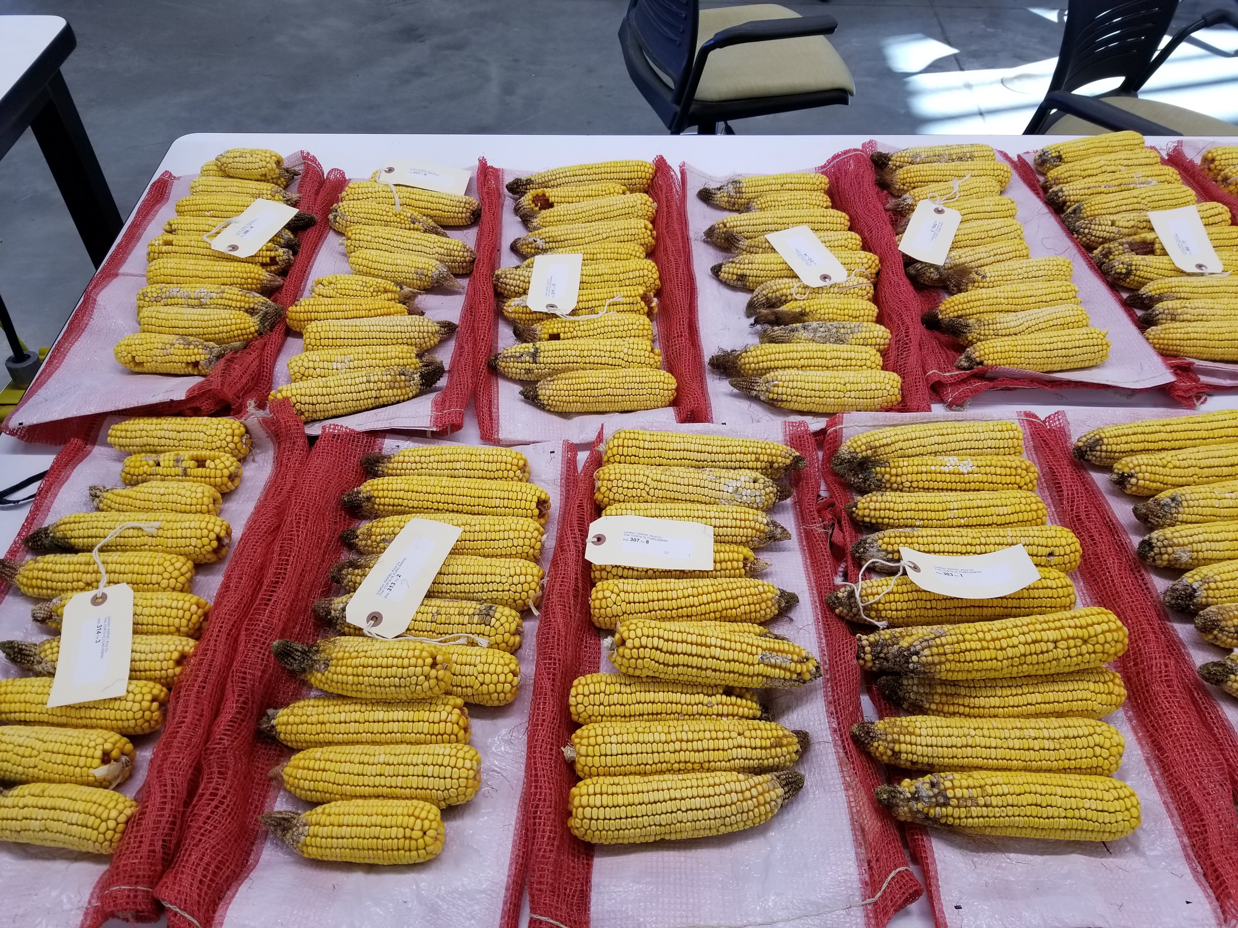 Collecting ears of corn from previous years.