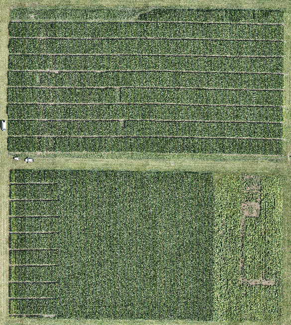 2024 photos of two corn research field sites at Pinney Purdue Ag Center.