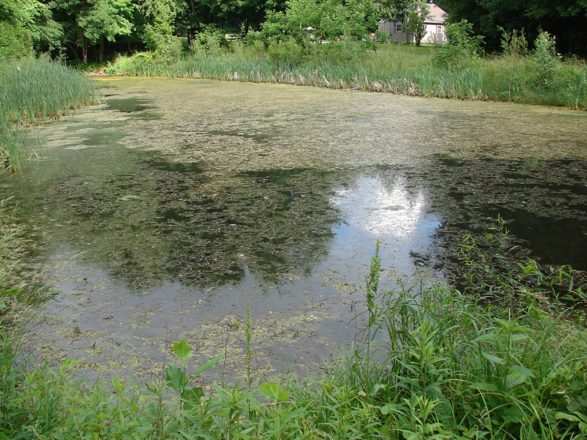 A pond in Franklin County, Indiana.