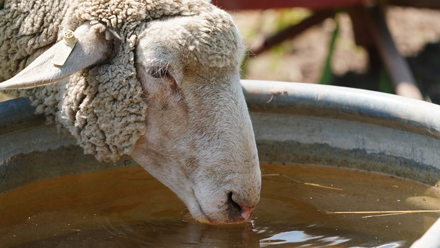 Sheep drinking water