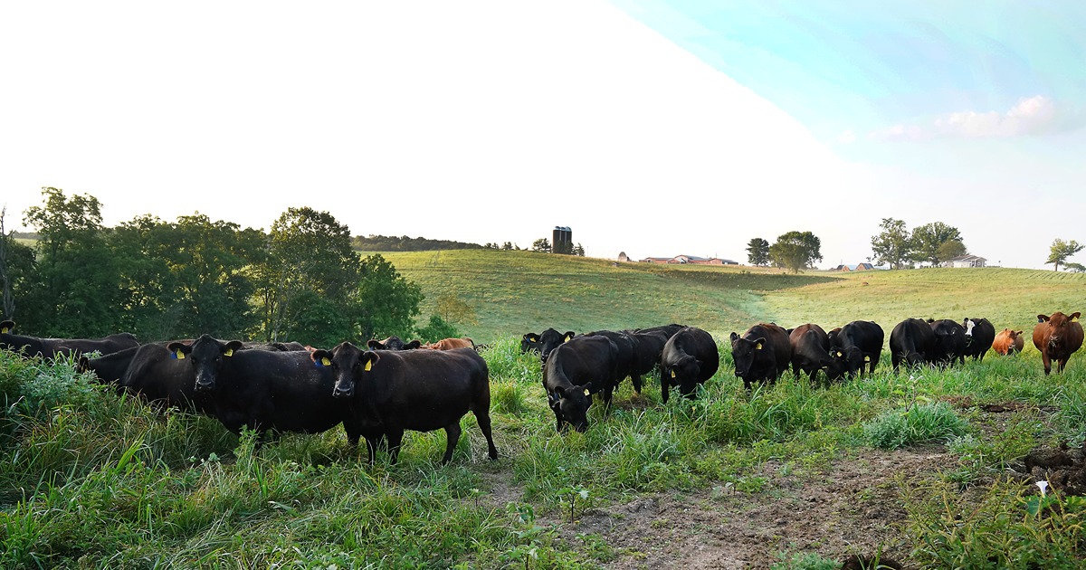 Cows graze in a field