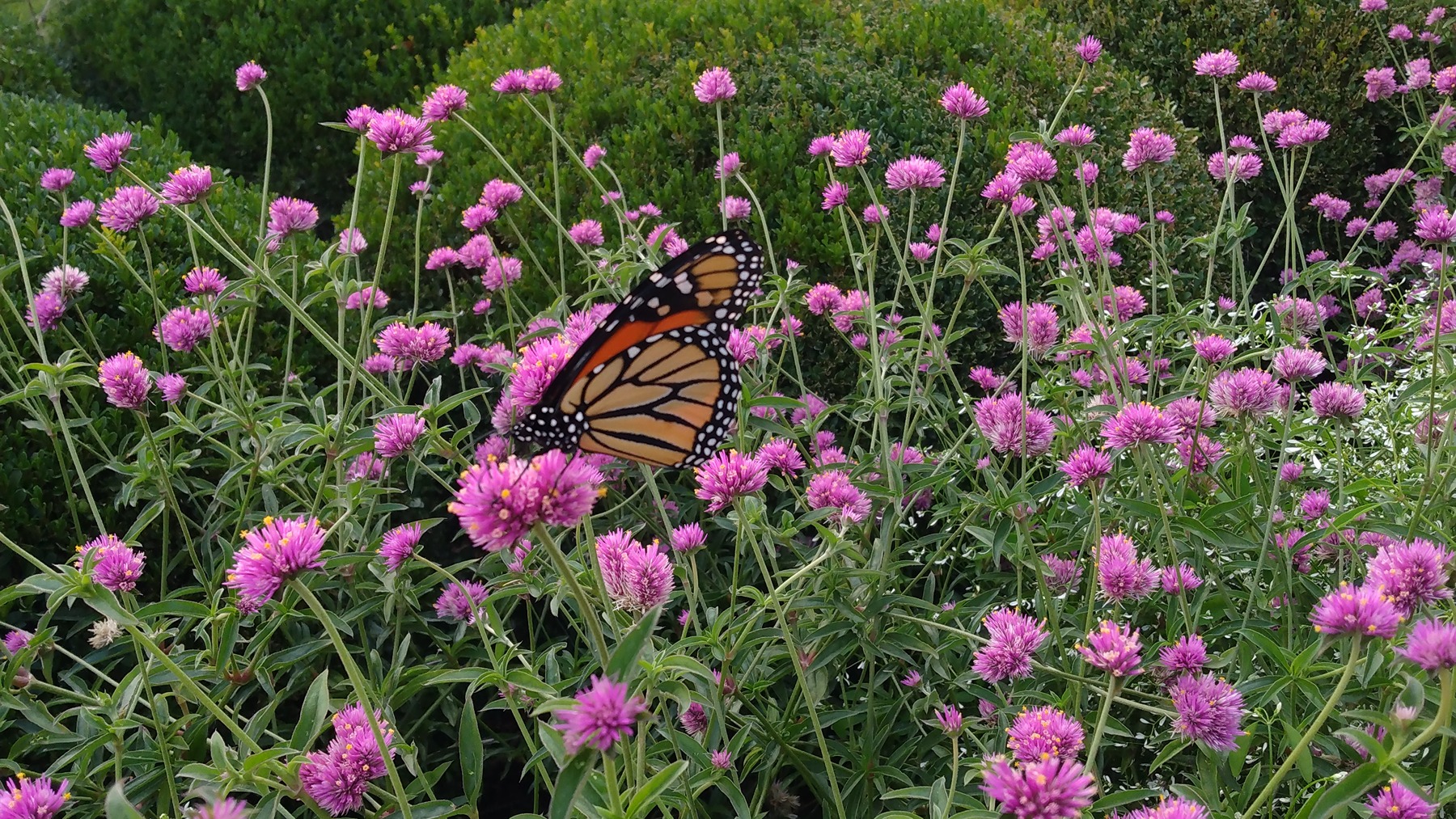 A butterfly gathers nectar from flowers