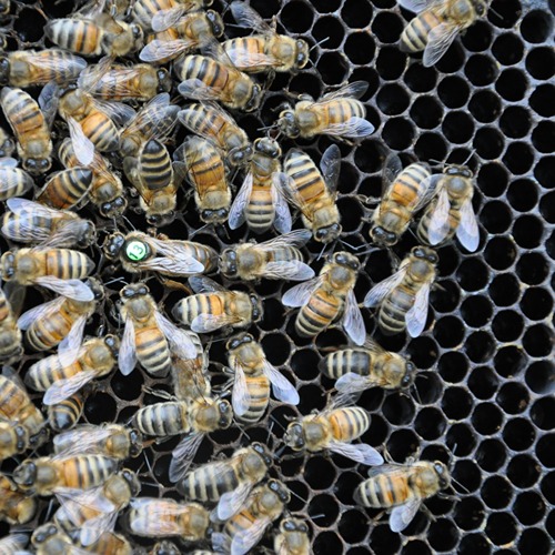 Bees move around a queen bee, marked with a green dot