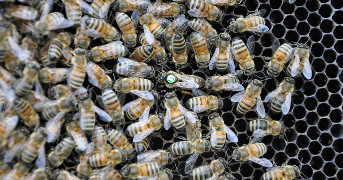Bees move around a queen bee, marked with a green dot