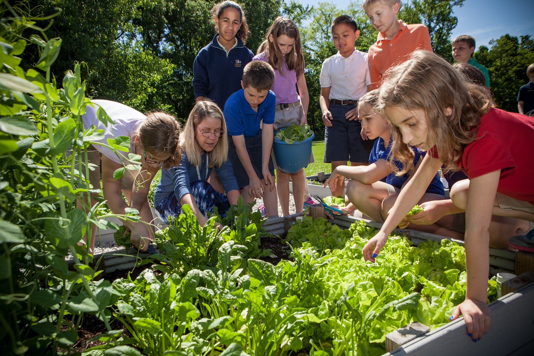  Kids pick lettuce in a garden bed