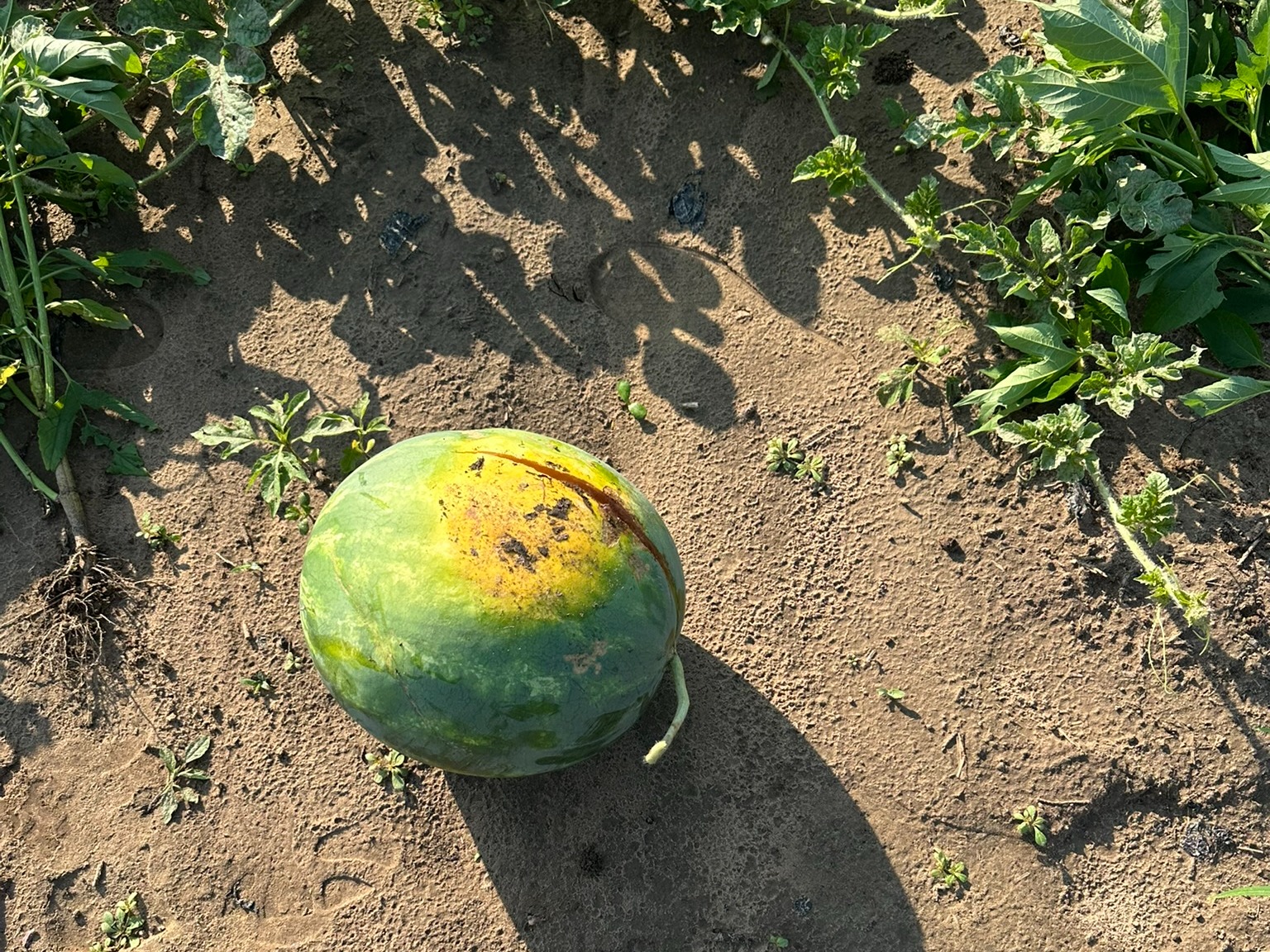 Watermelon with a crack