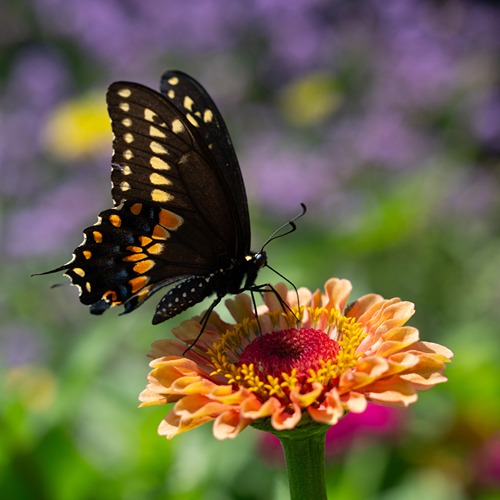 A Black Swallowtail has landed on the top of a zinnia flower.