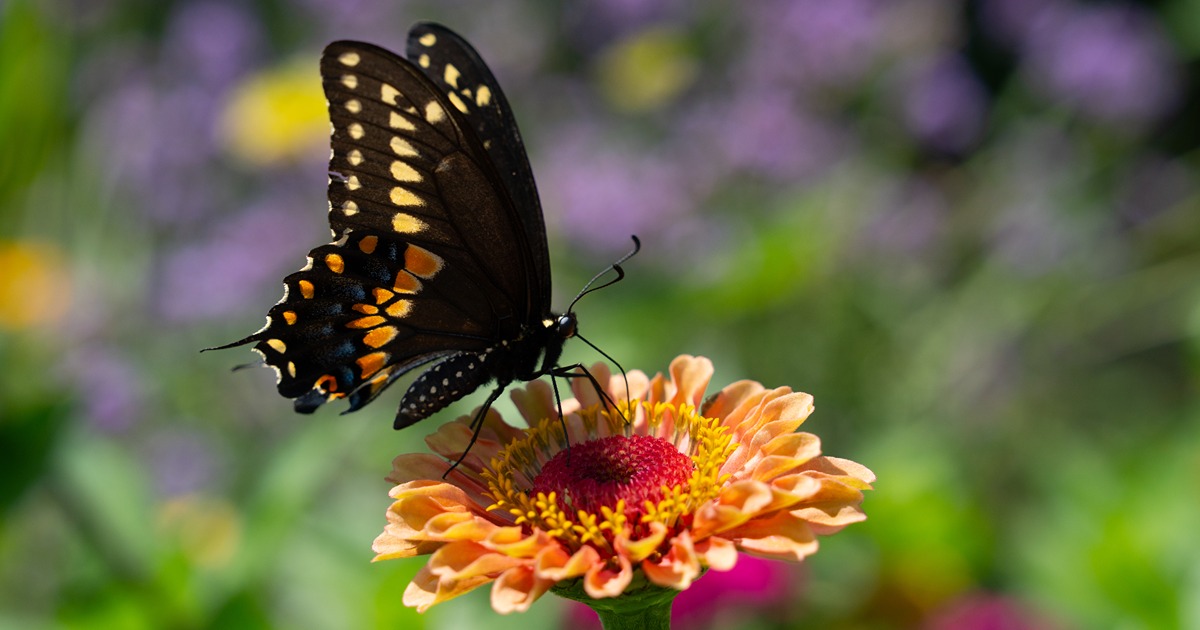 A Black Swallowtail has landed on the top of a zinnia flower.