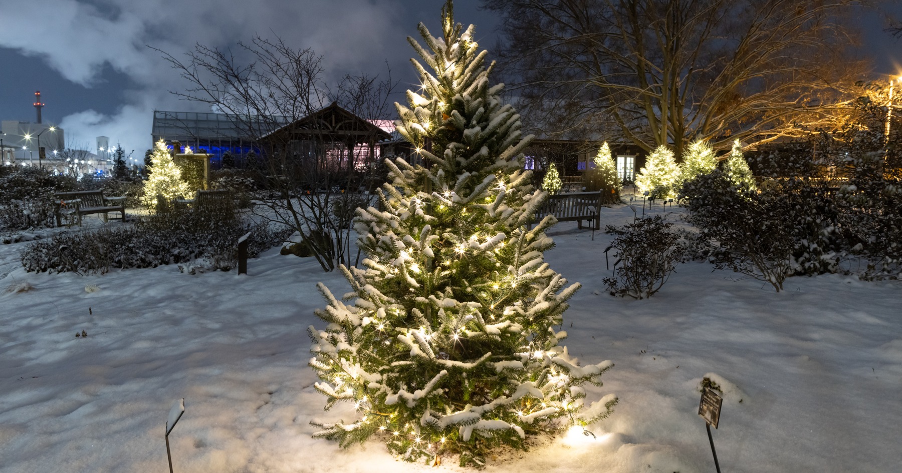 A Christmas tree with glowing lights