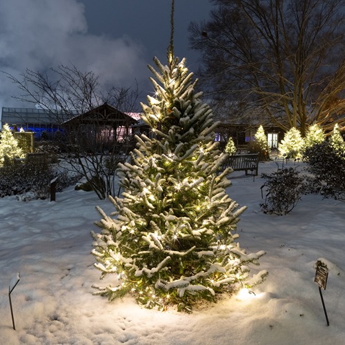 A Christmas tree with glowing lights