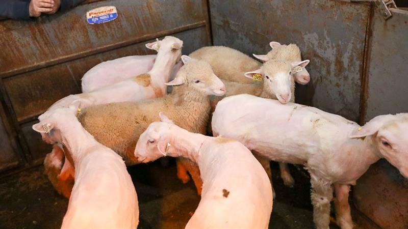 Sheared sheep stand in a pen