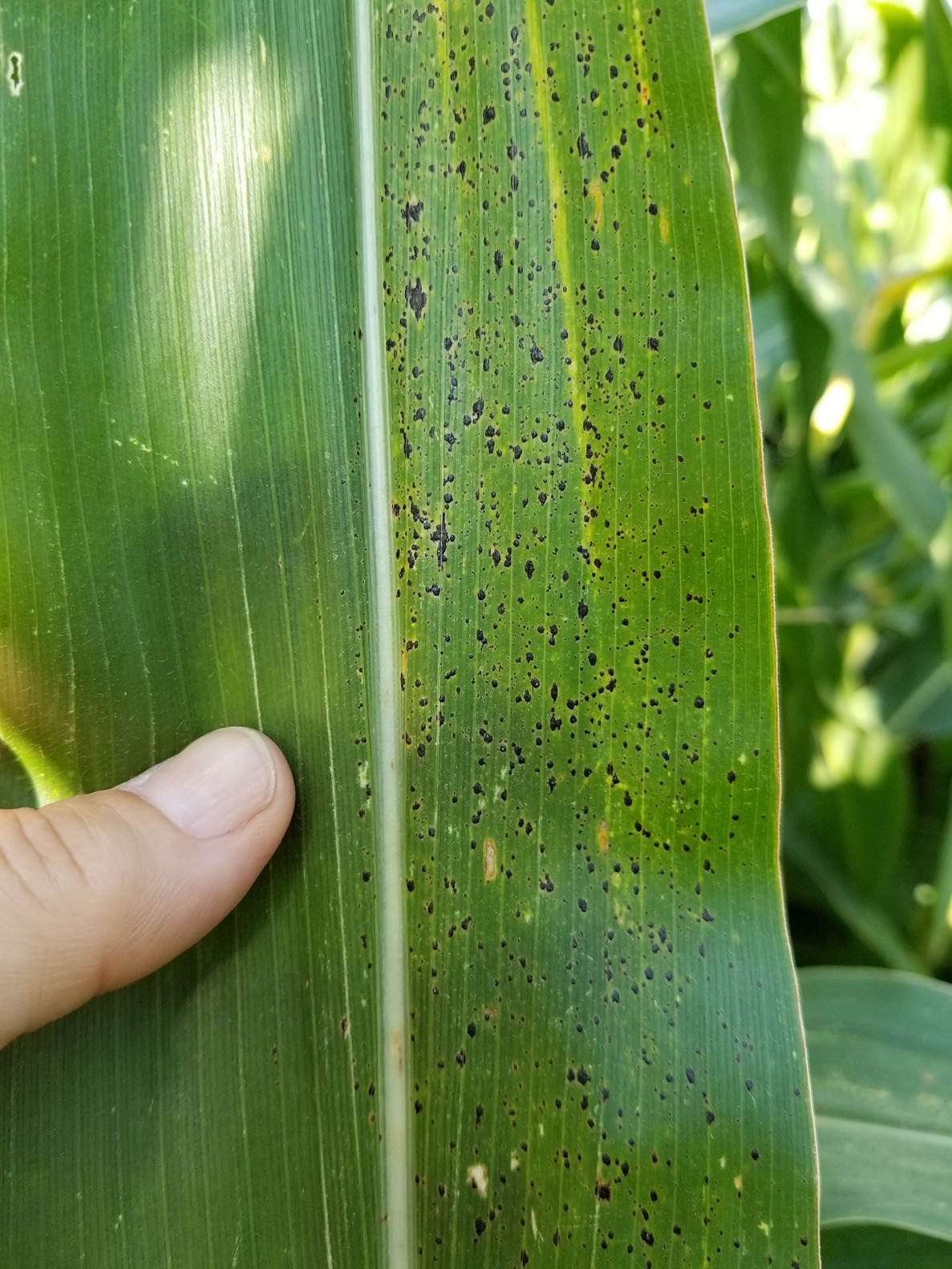 tar spot on a corn blade
