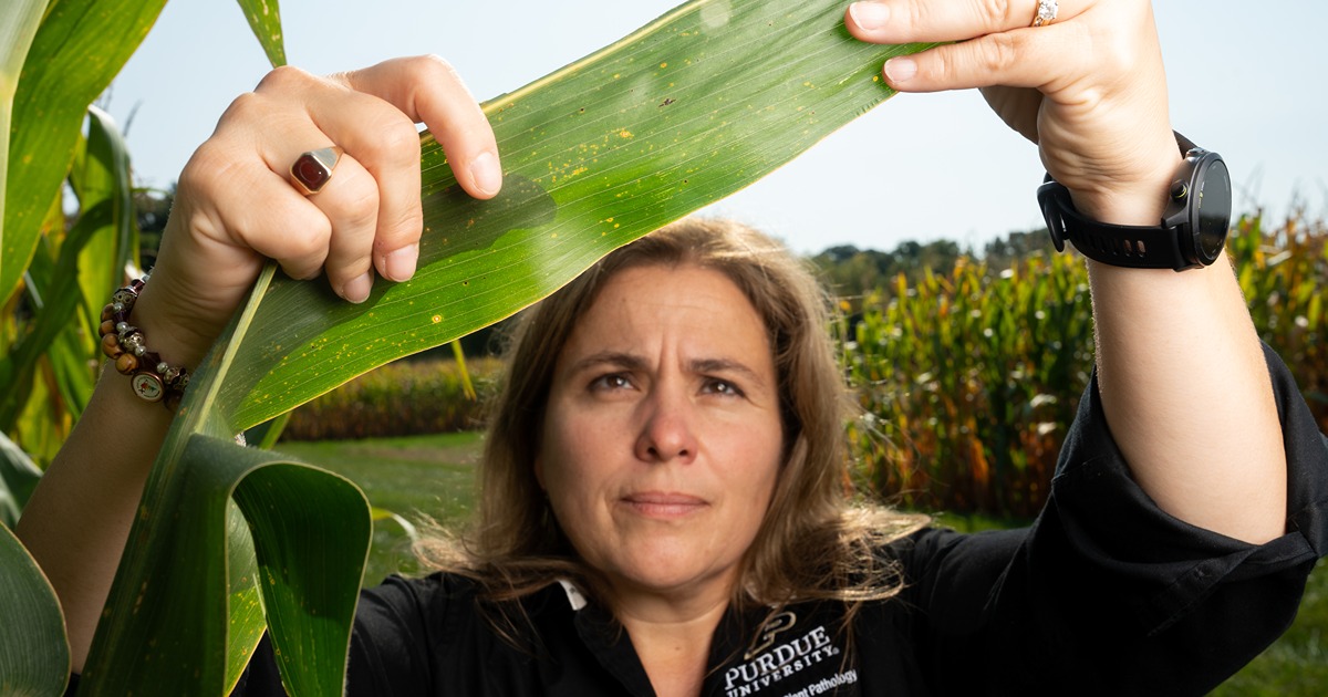 Darcy Telenko holds up a blade from a corn stalk to show the tar spot disease.