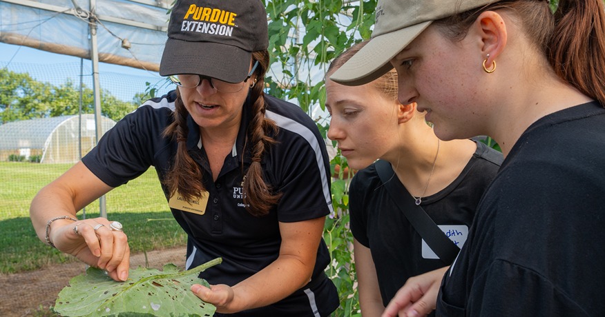 An Extension specialist shows holes in a leaf to two attendees.