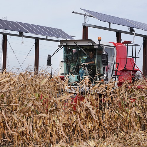  A combine harvests corn grown near solar panels.