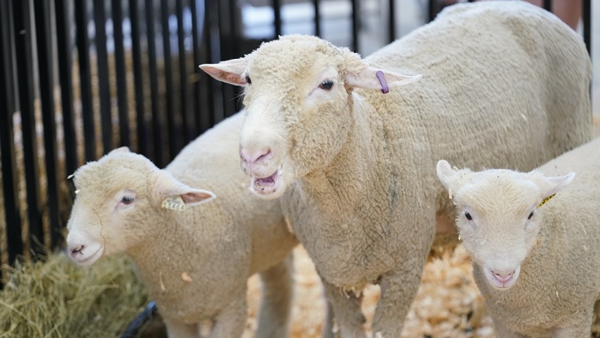 Three sheep stand together