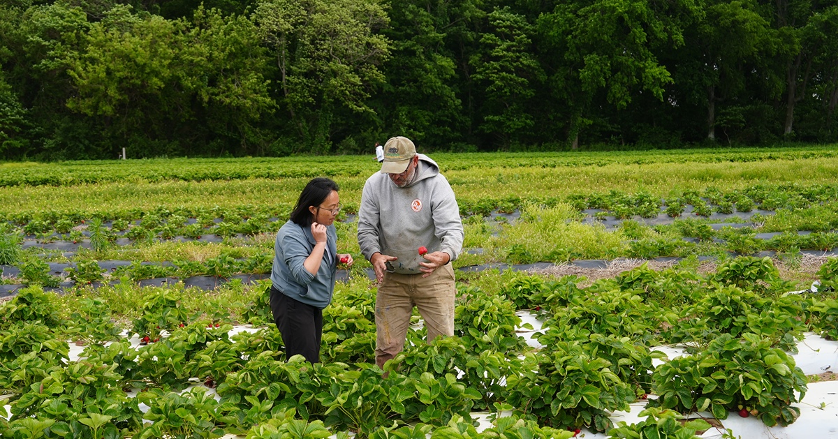 Extension specialist, Wenjing Huan works with a farmer in a strawberry field. 