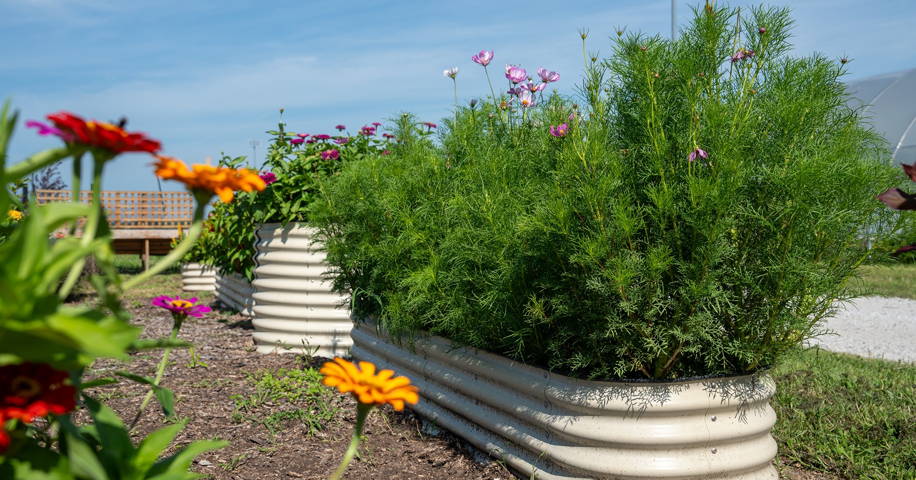 Zinnias grow in raised beds