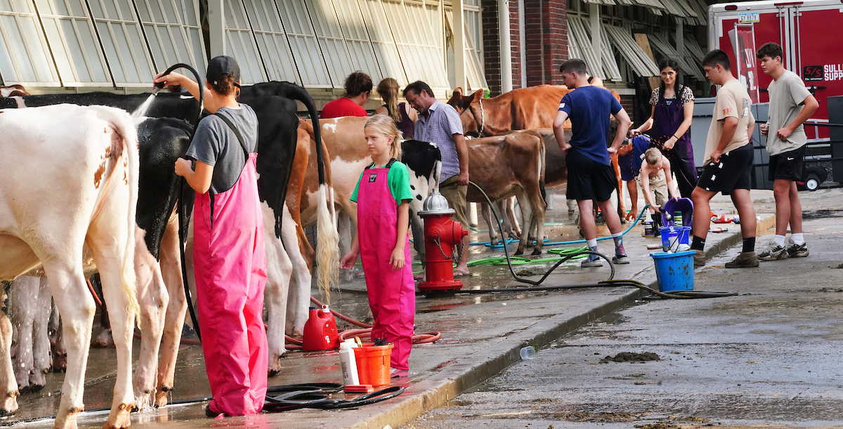 Indiana 4-Hers prepping cows for fair