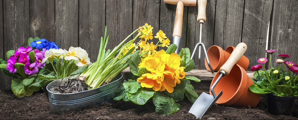 Want to Become an Extension Master Gardener?