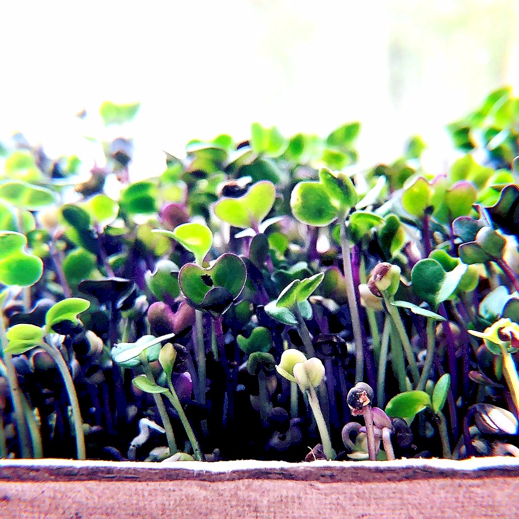 Close-up of colorful microgreens growing in a tray