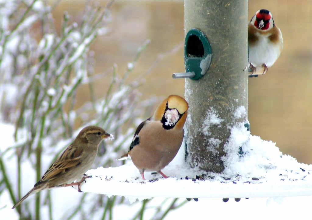 Feeding the Birds in Our Landscape