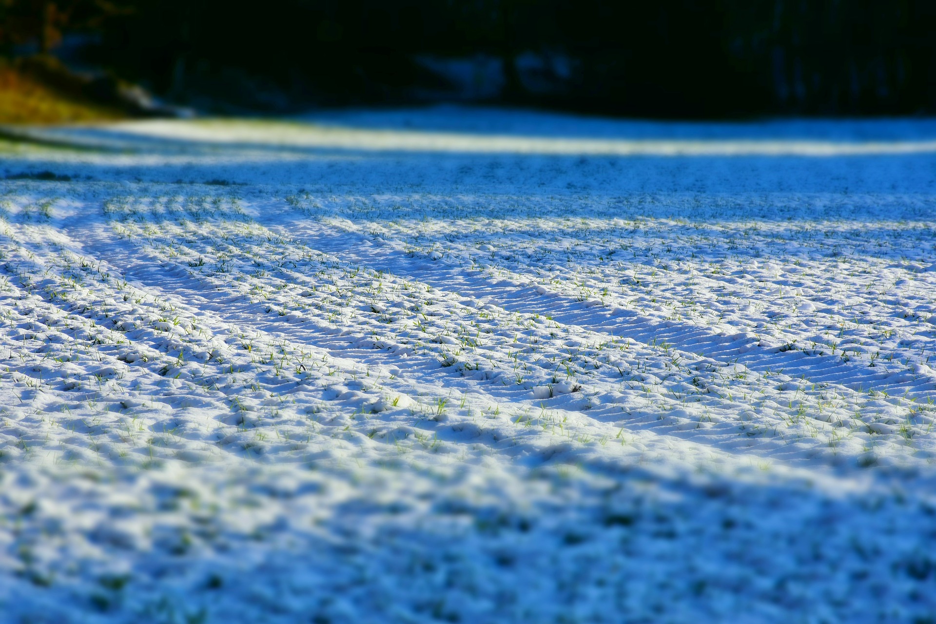 snow field