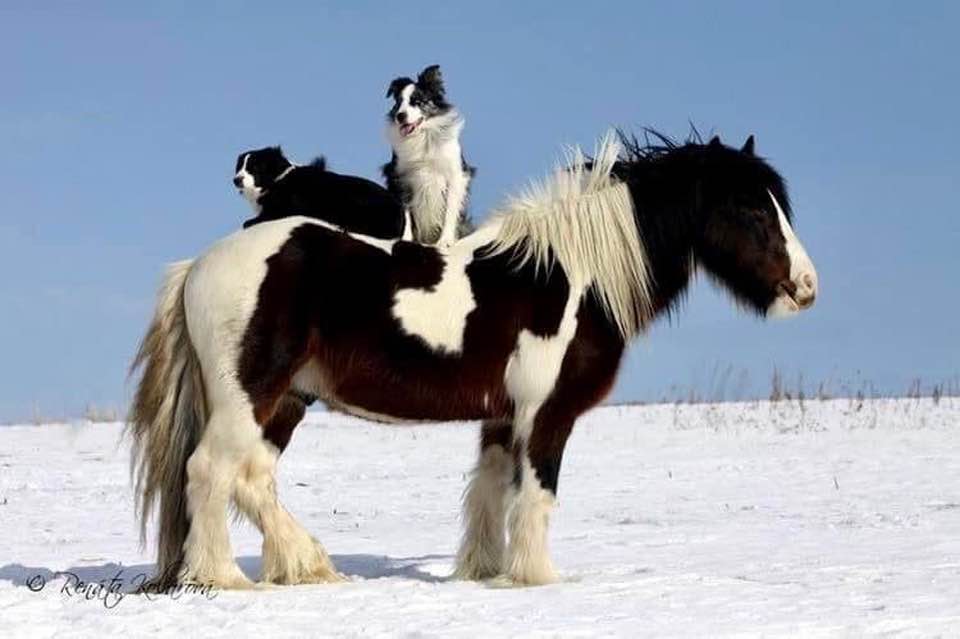 Horse with Dogs