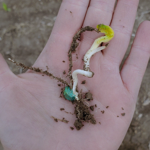 Corkscrew mesocotyl growth symptoms observed in corn seedlings planted on May 3, 2023 in West Lafayette, IN.  Photo taken by Rachel Stevens, ACRE farm manager.