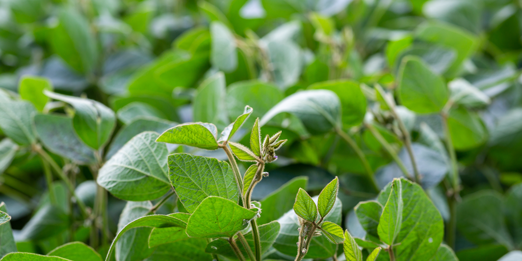 Up close picture of soybean plant