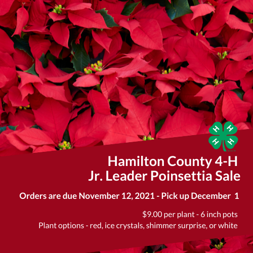 web-junior-leader-poinsettia-sale-2021.png