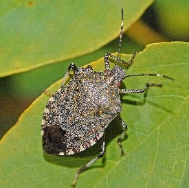 brown-stink-bug.jpg