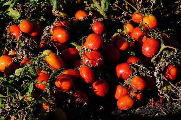 Purdue Extension tomatoes