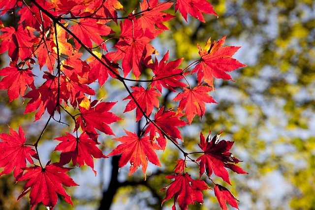 Maple-leaves