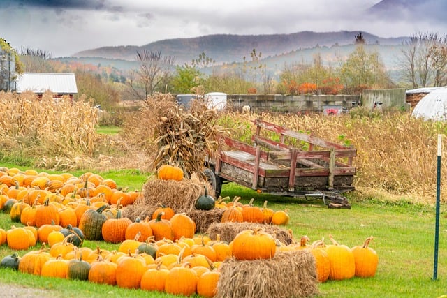 Pumpkins