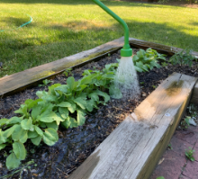 Maybe a picture of green plants in wooden raised bed with hose watering plants.