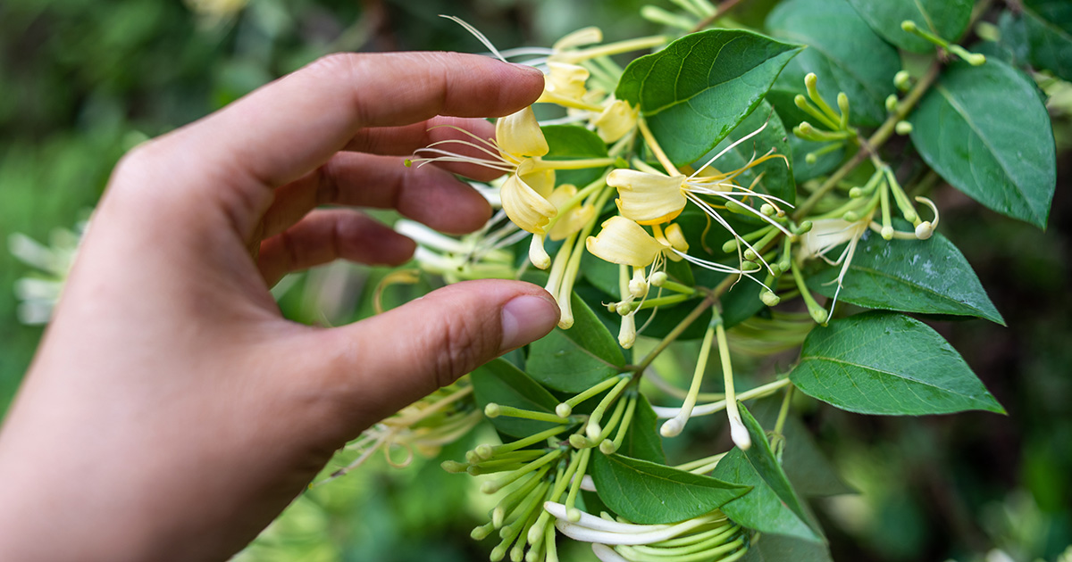 hand picking honeysuckle from bush