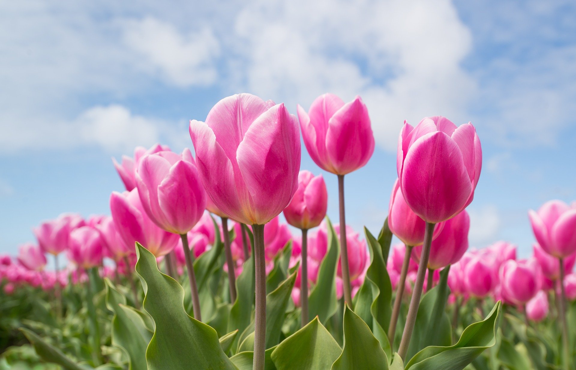 pink tulips with blue sky