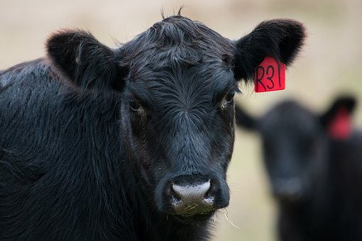 black-cow.png