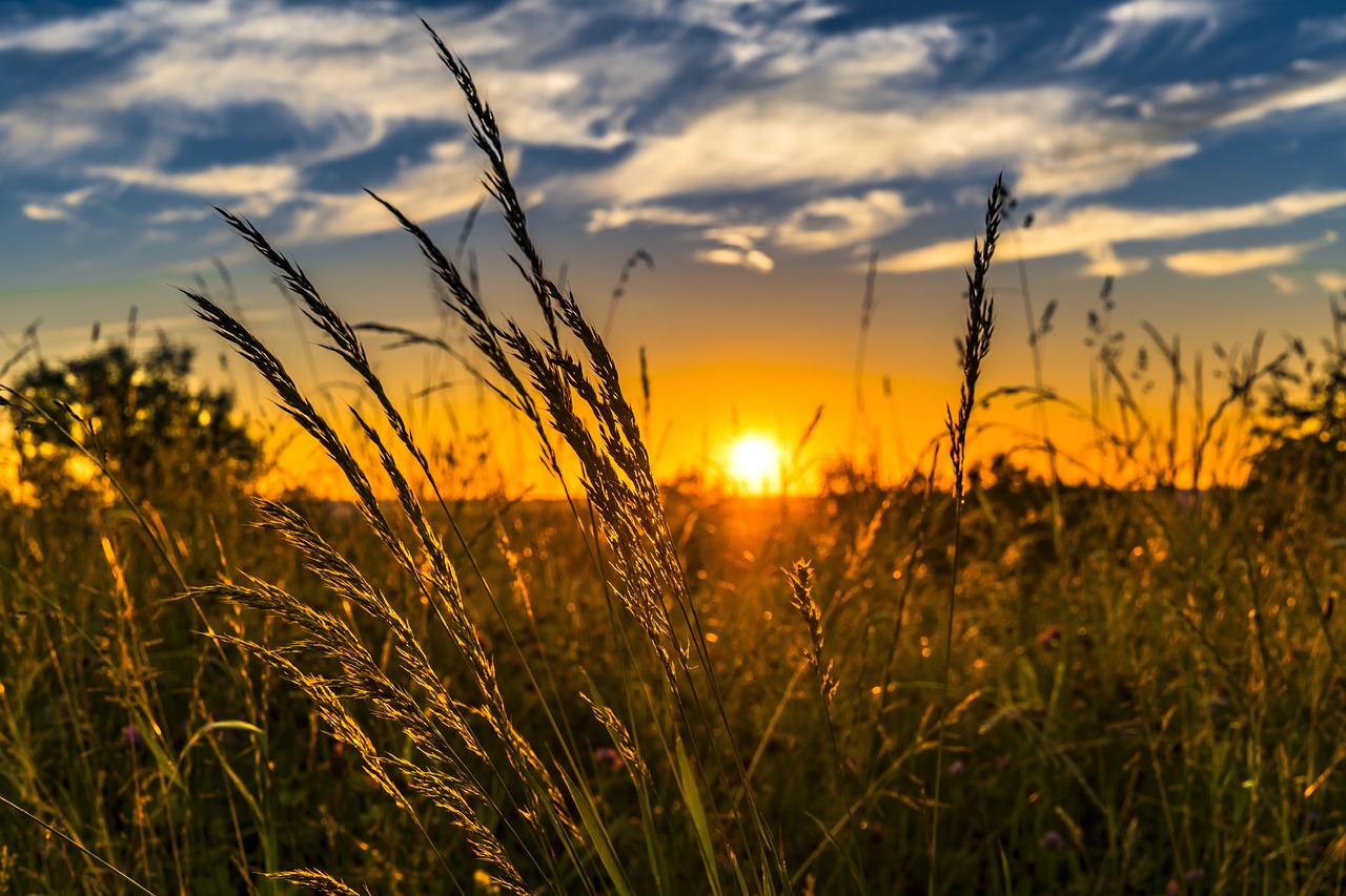 Wheat /sunset 