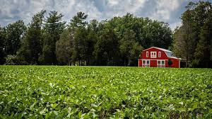 Corn field