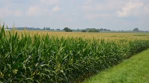 Corn field