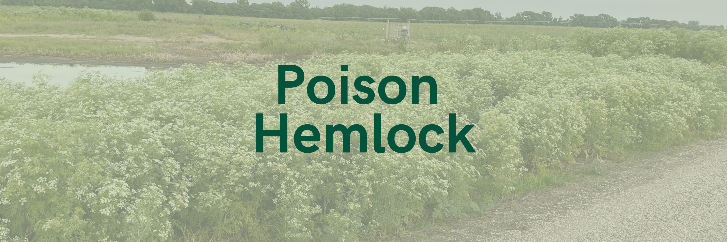 Be on the lookout for Poison Hemlock