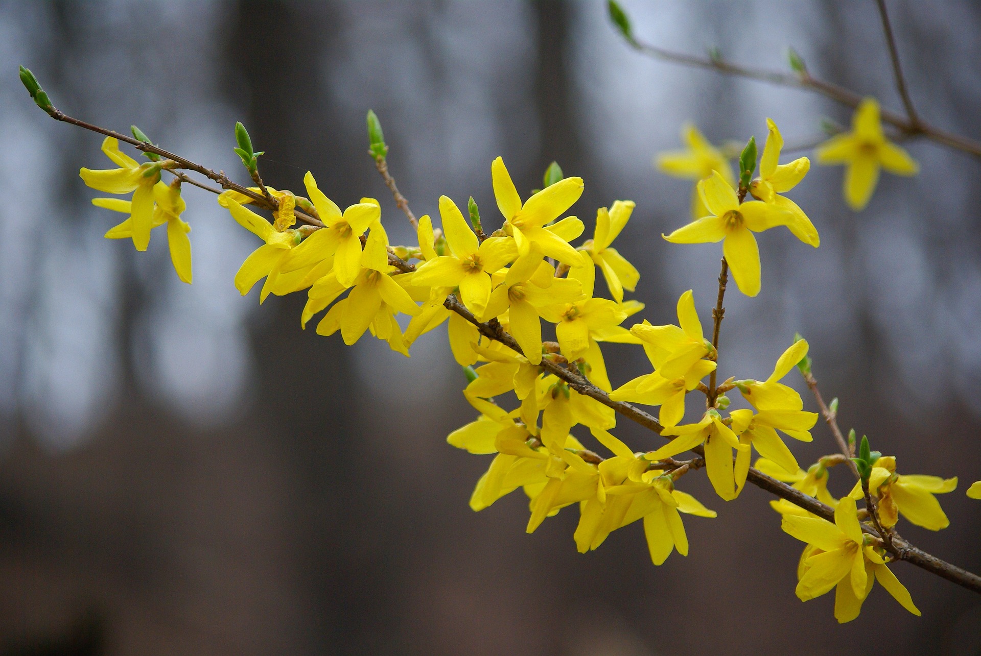Forsythia branch with yellow flower blooms on it