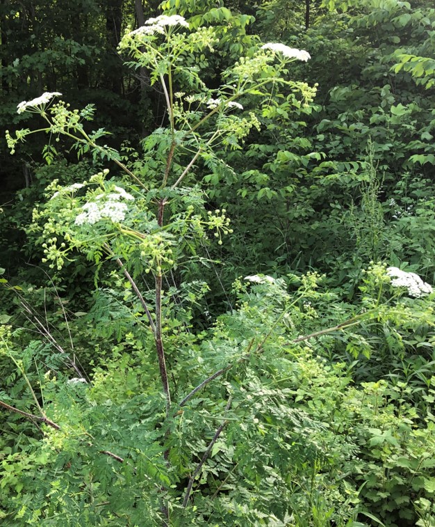 Image of a poison hemlock plant 