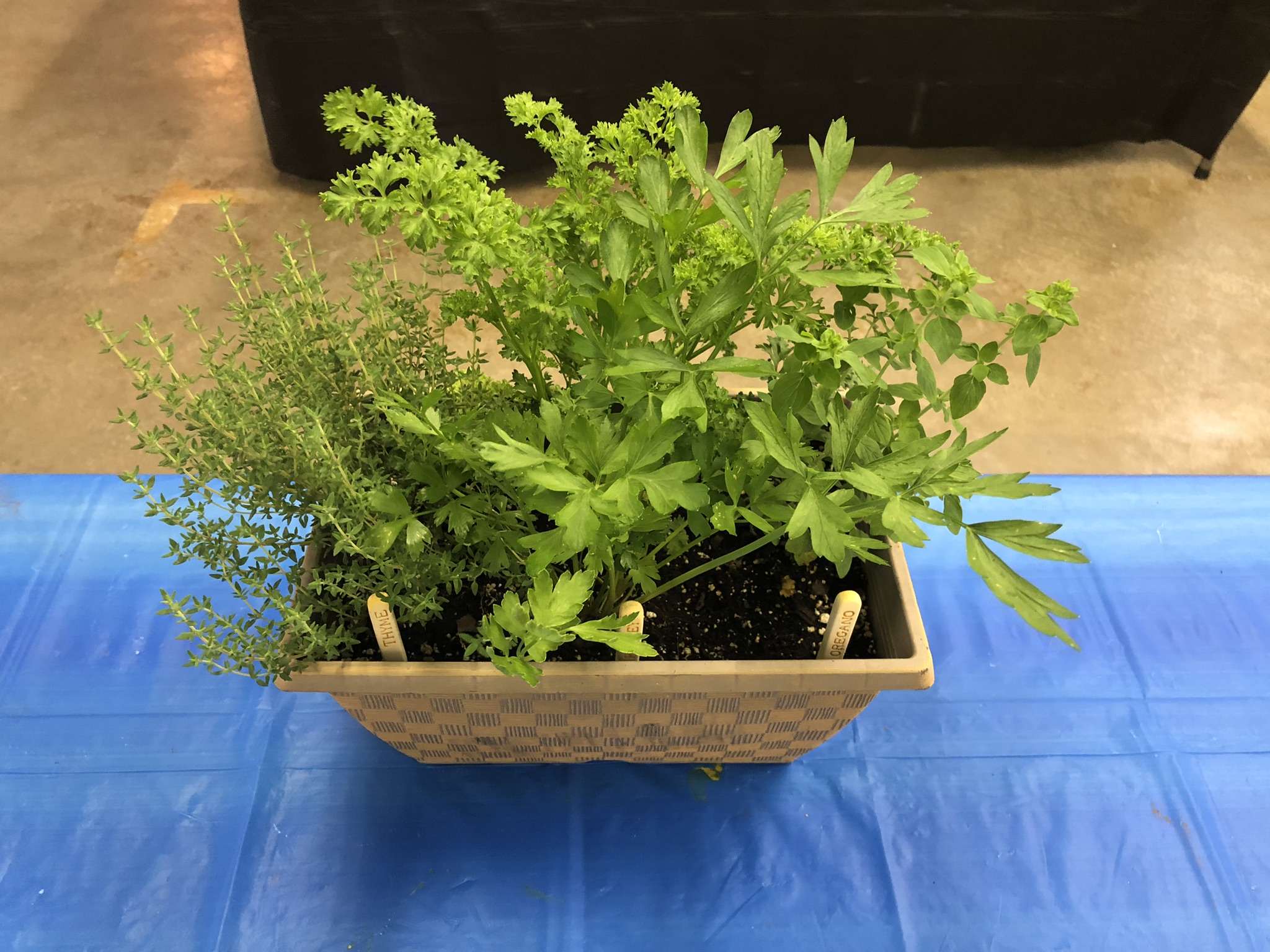 Herbs growing in a pot