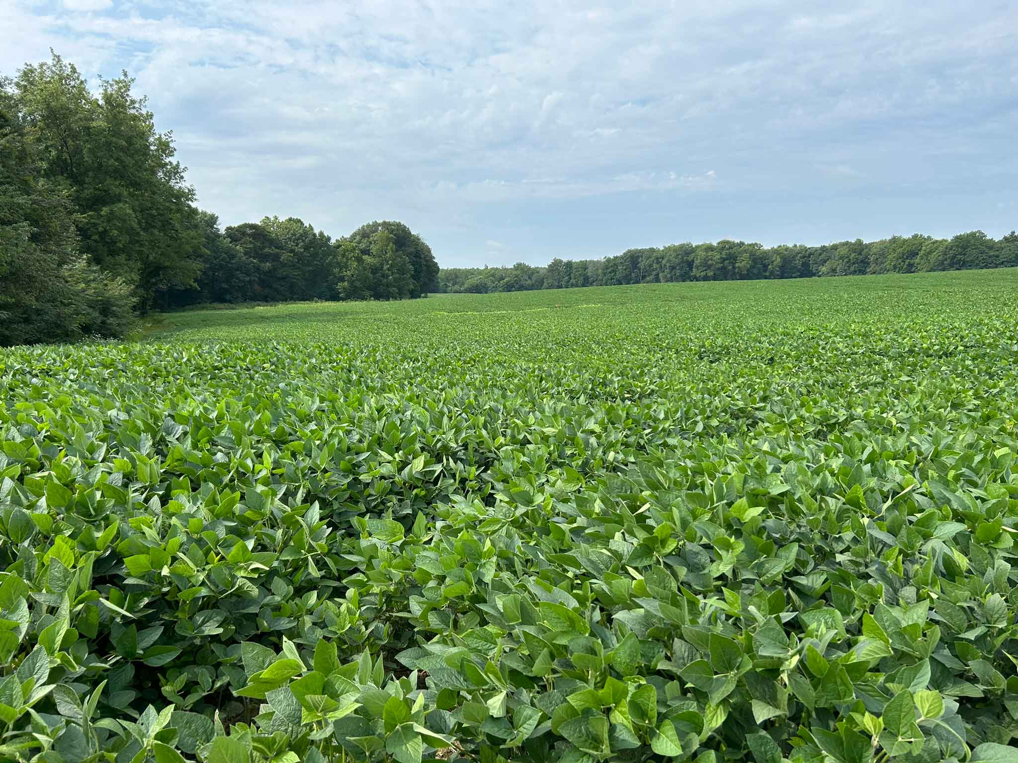 soybeans in a field 