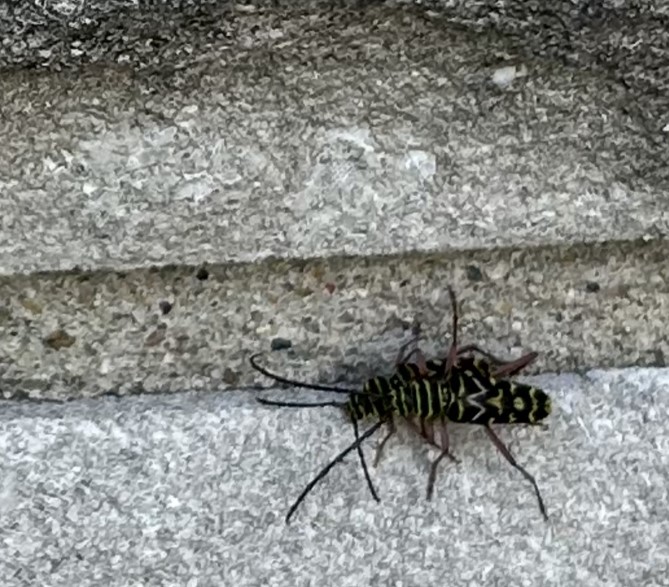 Painted hickory borer
